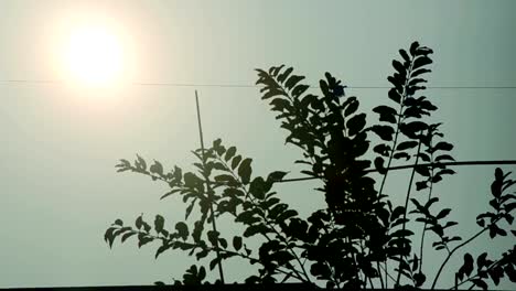 Sun-Among-the-clean-morning-sky