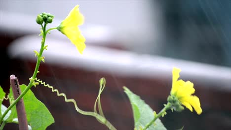 Flower-swinging-in-the-wind-at-raining-time