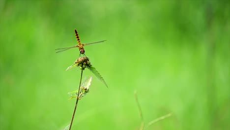 Libelle-auf-eine-Blume-mit-einer-schönen-Grün-bokeh-Hintergrund