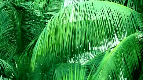 Coconut-Palm-Leaves