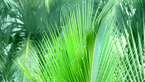 Coconut-Palm-Leaves