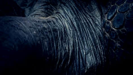 Giant-Tortoise-Wrinkly-Neck-Closeup