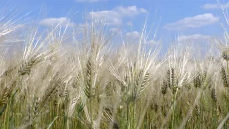 Wheat-field-on-the-wind-in-summer-time-with-the-sky-on-the-background