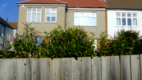 Yard-Plants-Growing-Over-a-Wooden-Fence