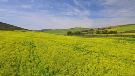 Flying-over-Bright-Yellow-Canola-Fields-in-South-Africa