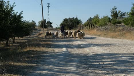 Pastor-Cargando-Ovejas