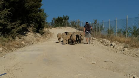 Shepman-grazing-sheep