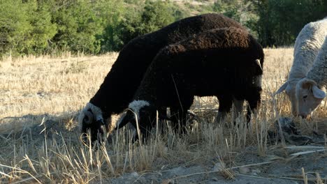 Oveja-Oveja-Campo-De-Pastoreo