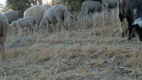 Sheep-produced-for-their-meat