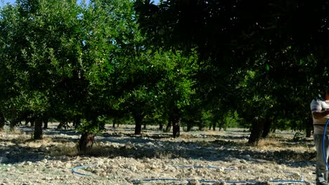 Man-sprays-medicine-garden