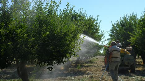 Old-Man-sprays-medicine-garden