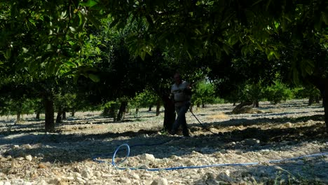 Man-sprays-medicine-garden