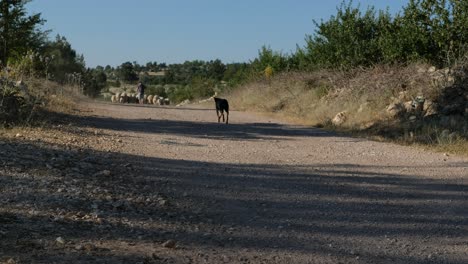 Dog-walking-empty-field