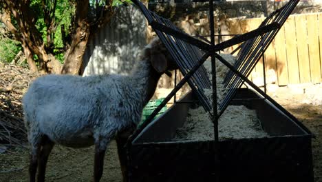 Ovejas-Comiendo-Heno-Animales-Granja