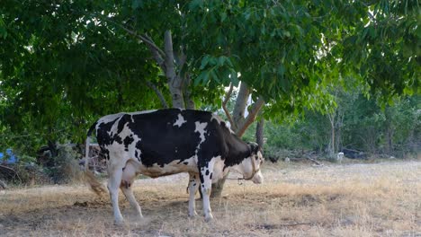 árbol-Atado-A-La-Vaca