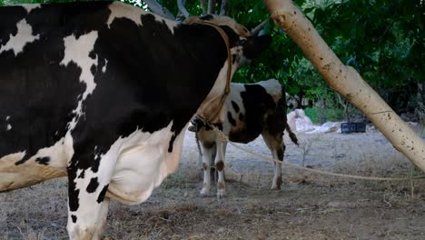 Granjero-Que-Ama-Una-Vaca-Atada-A-Un-árbol