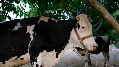 Cow-tied-to-tree-on-farm