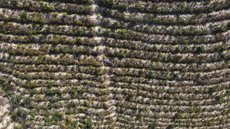 árboles-Replantados-Para-El-Bosque