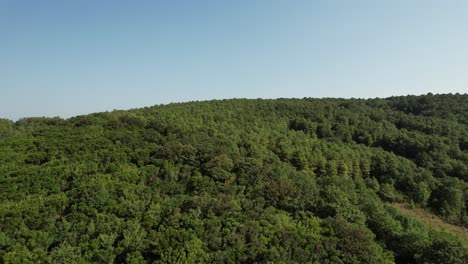 Luftaufnahme-Des-Grünen-Waldes
