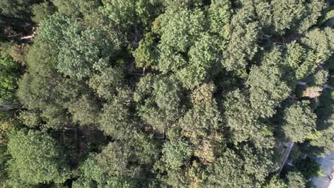 Luftaufnahme-Des-Waldparks