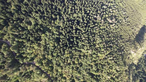 Environment-Forest-Overhead-View