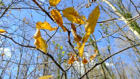 Gelbe-Blätter-Im-Herbst