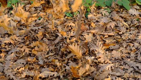 Dry-Brown-Leaves