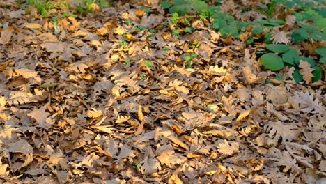Herbstbraune-Blätter