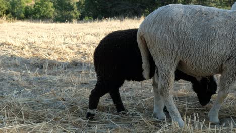 Animal-sheep-eating-grass