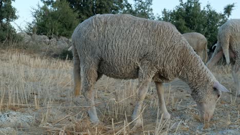 Schafe-Grasen-Auf-Der-Weide