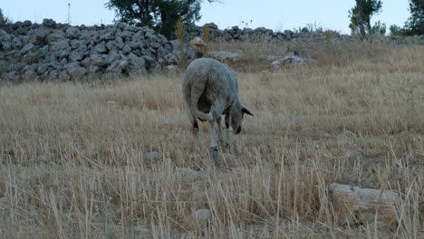 Sheep-Grazing-Field