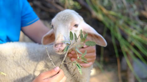 Feeding-little-lamb