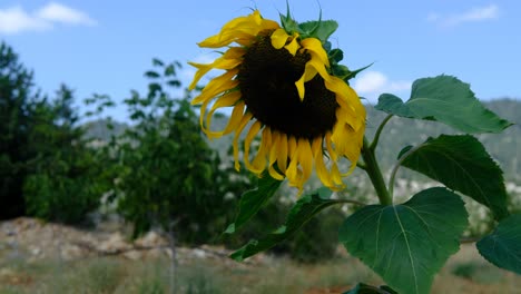 Sunflower-swaying-wind