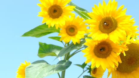 Sonnenblume-Mit-Bienen,-Die-Sich-Im-Wind-Wiegen