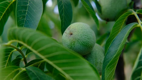 Green-walnuts-tree-close-up