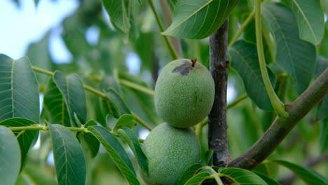 Raw-walnuts-tree-close-up