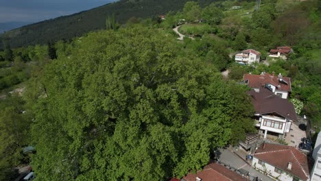 Aerial-Century-Sycamore-Tree