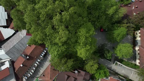 Historische-Bergahornbäume-In-Der-Stadt
