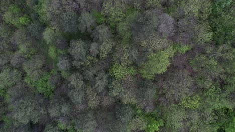 Aerial-Every-Shade-Of-Green
