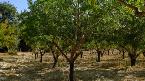 Grow-Almond-Tree