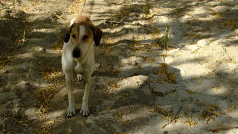 Perro-Callejero-En-El-Jardin