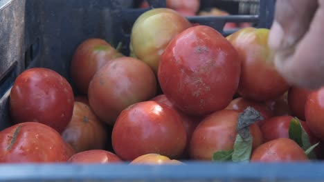 Agrotourist-Pflückt-Tomaten