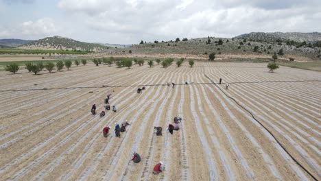 Farmers-Harvesting-in-Agricultural