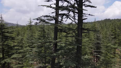 Pine-Tree-Drone-View