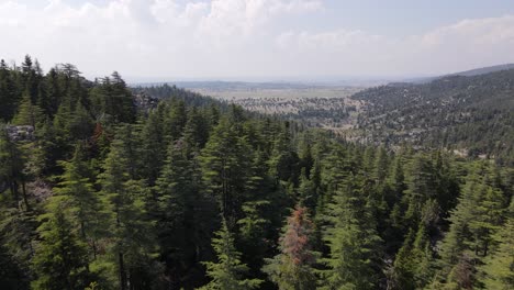 Pine-Forest-Drone-view