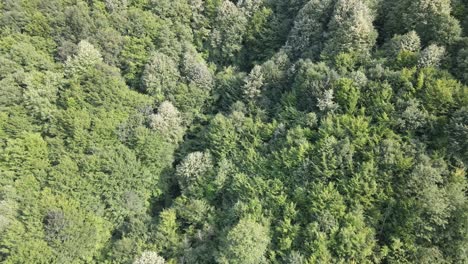 Pine-Forest-Aerial-View