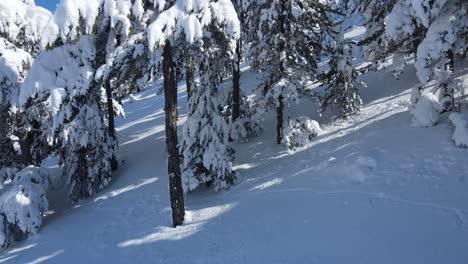Snow-Pine-Tree