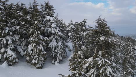 Aerial-Snowy-Pine