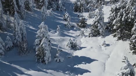 Aerial-Snowy-Trees