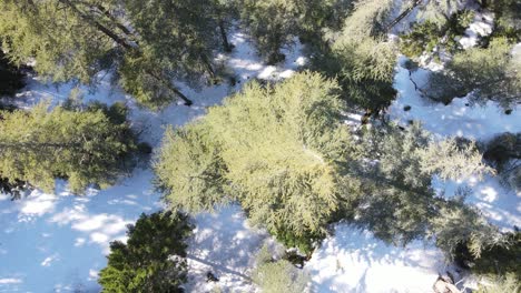 Overhead-Snowy-Trees